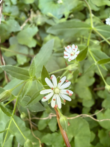 Stellaria pubera, photograph 4