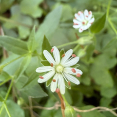 Stellaria pubera, photograph (c) Emily Summerbell, some rights reserved (CC BY)