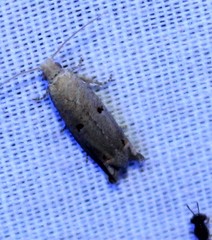 Epiblema separationis