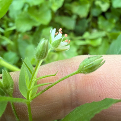 Stellaria pubera, photograph (c) Emily Summerbell, some rights reserved (CC BY)