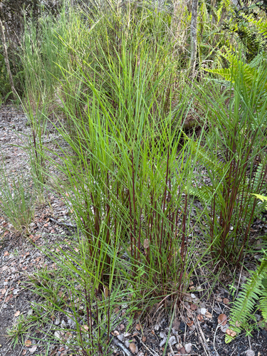 Schizachyrium microstachyum observed 2026-07-27