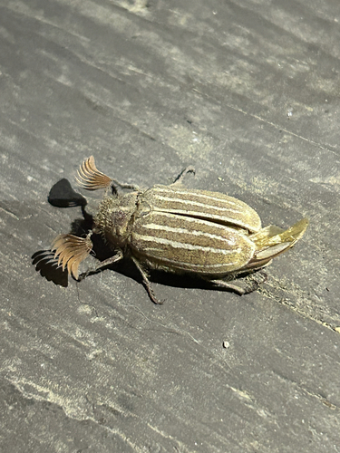 iNaturalist observation photo of Polyphylla sobrina