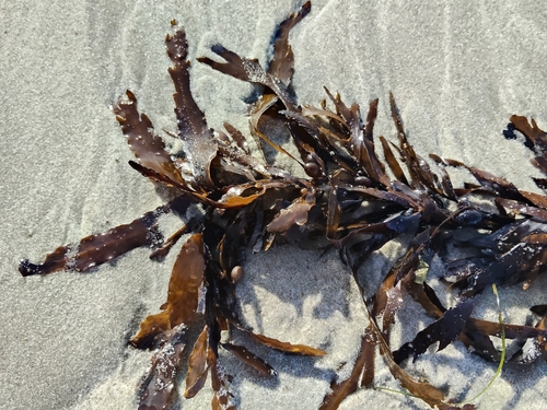 Carpophyllum flexuosum observed 2026-07-28