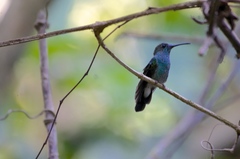 Chalybura urochrysia