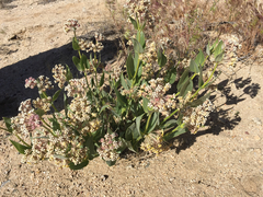 Asclepias vestita