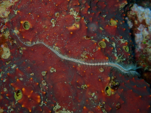 Ophiomastix caryophyllata observed 2026-07-03