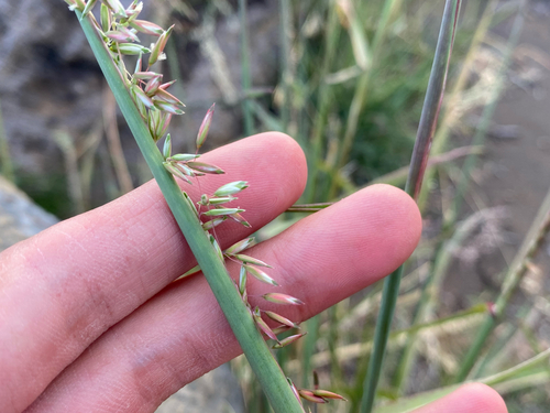 Ehrharta calycina observed 2026-07-27