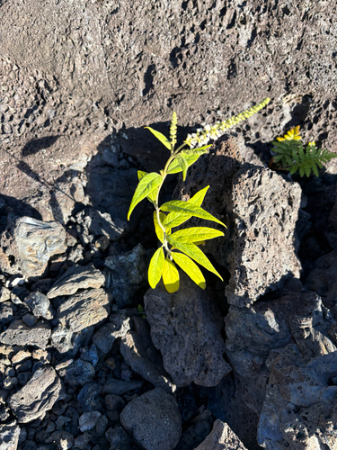 Buddleja asiatica observed 2026-07-27