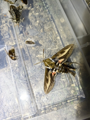 Bedstraw Hawkmoth