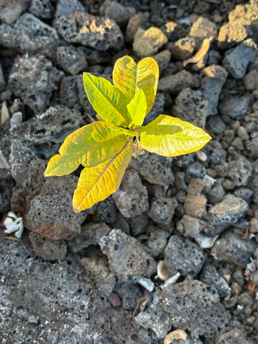 Rumex skottsbergii, 2026-07-27