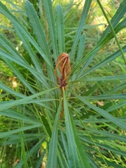 Banksia aquilonia