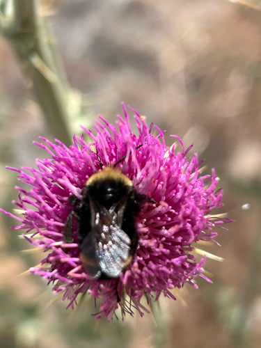 iNaturalist observation photo of Yellow-faced Bumble Bee