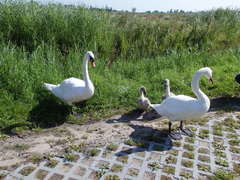 Cygnus olor