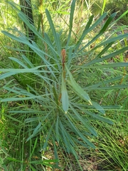Banksia aquilonia