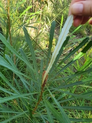 Banksia aquilonia