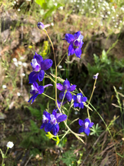 Delphinium menziesii