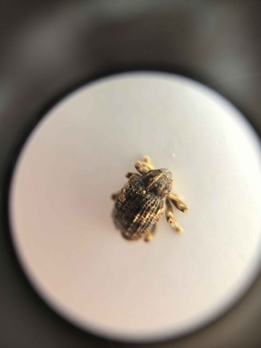 Sternochetus mangiferae observed 2026-07-27