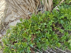Acaena pallida, photograph (c) John Barkla, some rights reserved (CC BY)