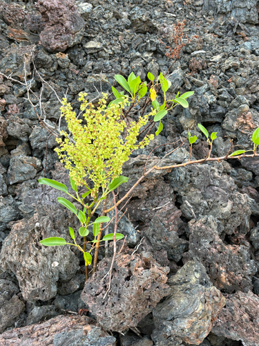 Rumex skottsbergii observed 2026-07-27