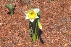 Narcissus pseudonarcissus