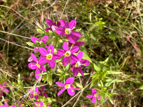 Zeltnera venusta observed 2026-07-11