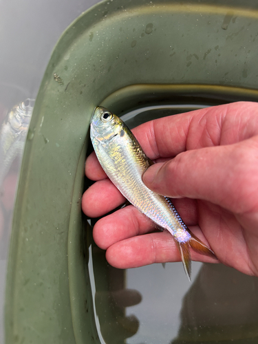 Sardinella zunasi observed 2026-07-27