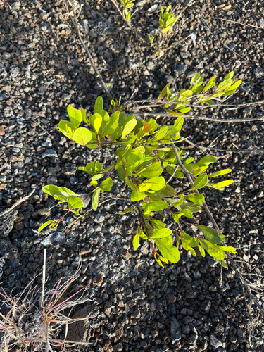 Dodonaea viscosa observed 2026-07-27