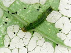 Lepidoptera