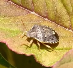 Holcostethus abbreviatus