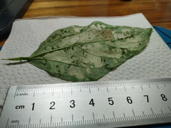 Lepidoptera