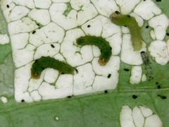 Lepidoptera