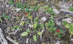 Rubus geoides