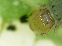 Lepidoptera