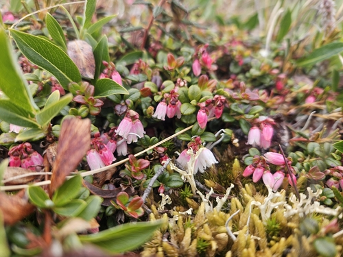 Lingonberry
