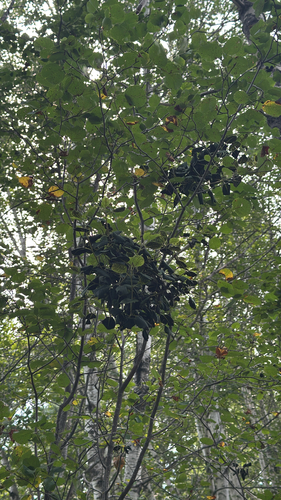 Dimerosporium, 2026-07-26