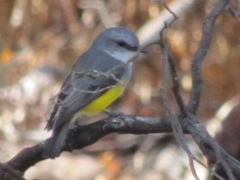 Eopsaltria griseogularis