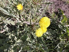 Taraxacum officinale