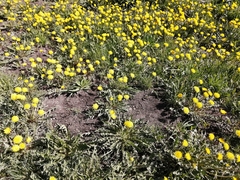 Taraxacum officinale