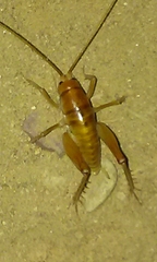 Ceuthophilus hesperus