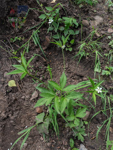 Eriocapitella rivularis, 2026-07-26