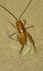 Ceuthophilus hesperus