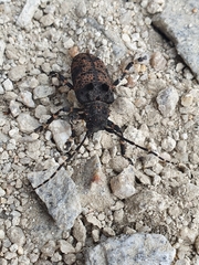 Moechotypa diphysis