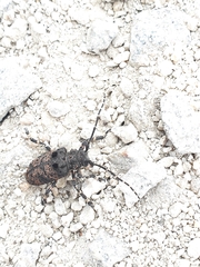 Moechotypa diphysis