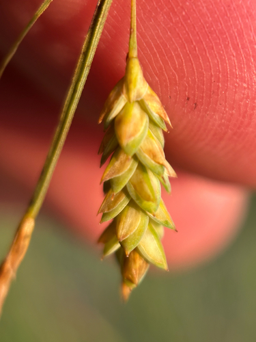 Carex limosa, photograph 4