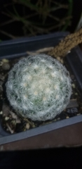 Mammillaria plumosa