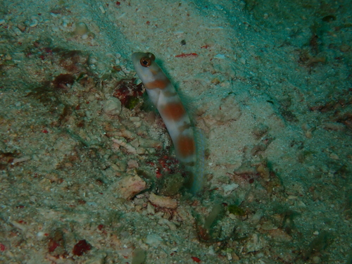 Amblyeleotris yanoi observed 2026-07-03
