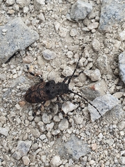 Moechotypa diphysis