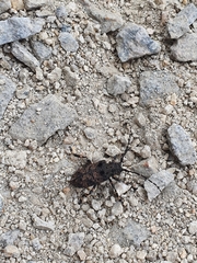 Moechotypa diphysis