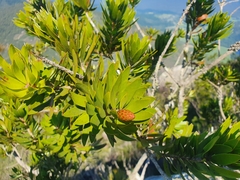 Melaleuca pyramidalis
