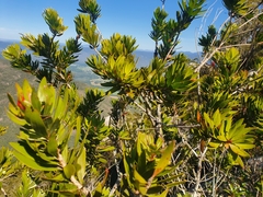 Melaleuca pyramidalis